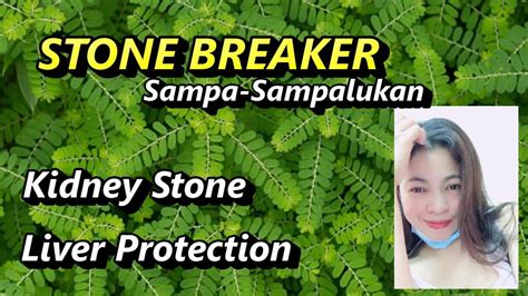 sampa-sampalukan in bisaya|10 BENEFITS OF STONE BREAKER (Sampa .